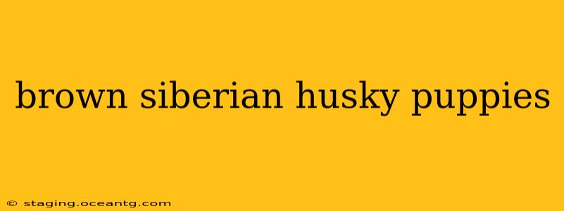 brown siberian husky puppies