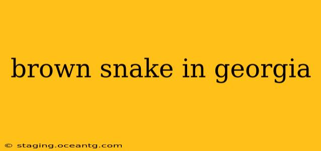 brown snake in georgia