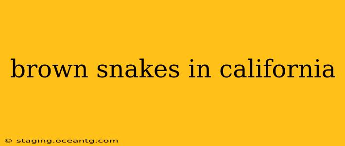 brown snakes in california