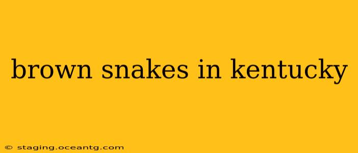 brown snakes in kentucky