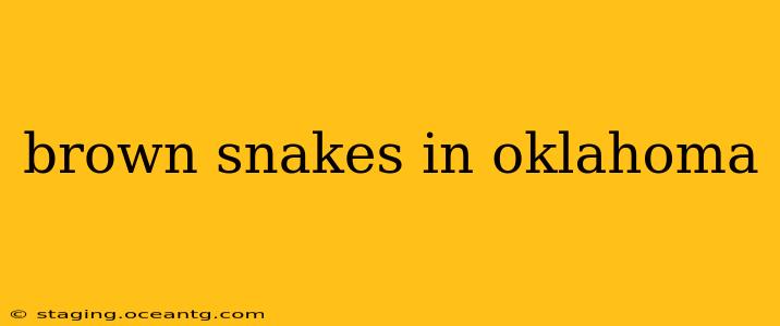 brown snakes in oklahoma