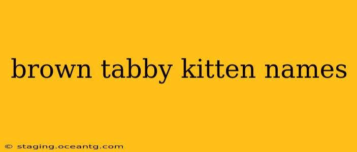 brown tabby kitten names