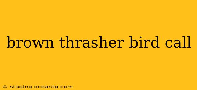 brown thrasher bird call
