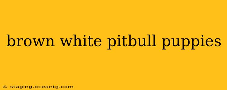 brown white pitbull puppies