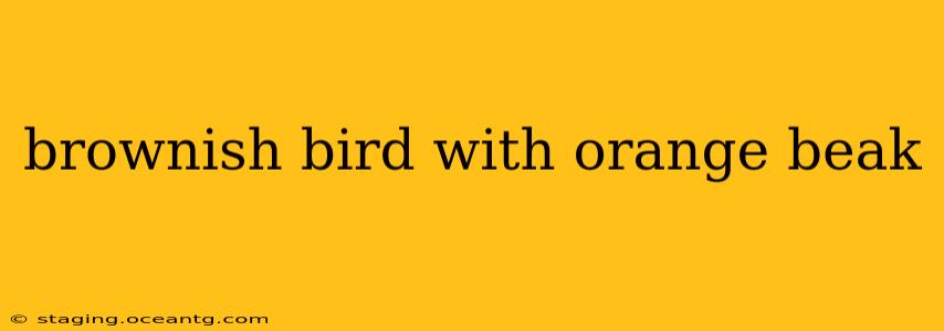 brownish bird with orange beak