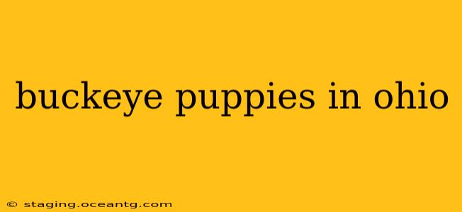 buckeye puppies in ohio