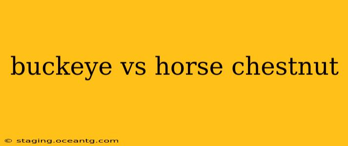 buckeye vs horse chestnut