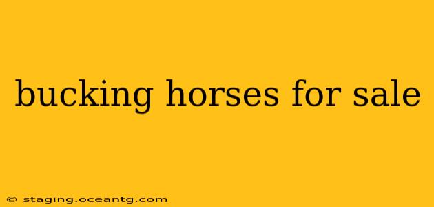 bucking horses for sale