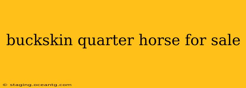 buckskin quarter horse for sale