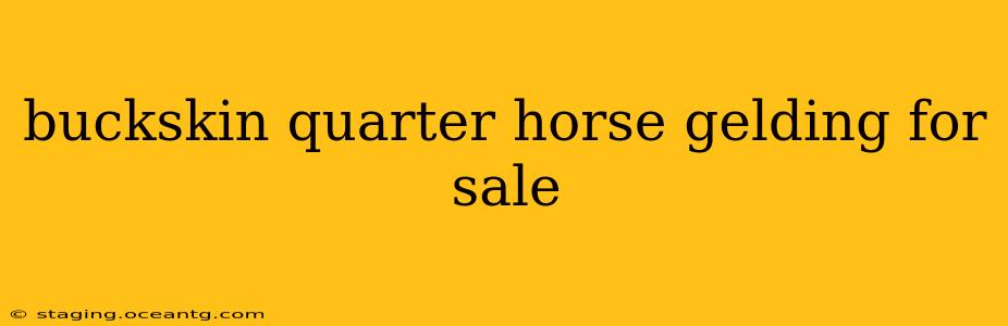 buckskin quarter horse gelding for sale