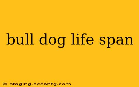 bull dog life span