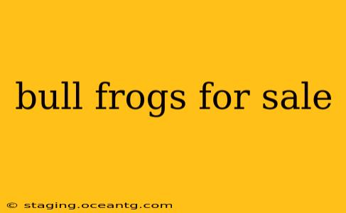 bull frogs for sale