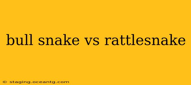 bull snake vs rattlesnake