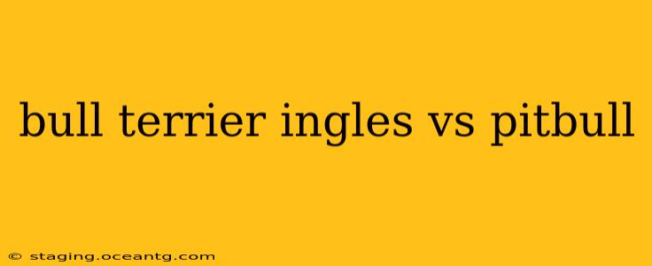 bull terrier ingles vs pitbull