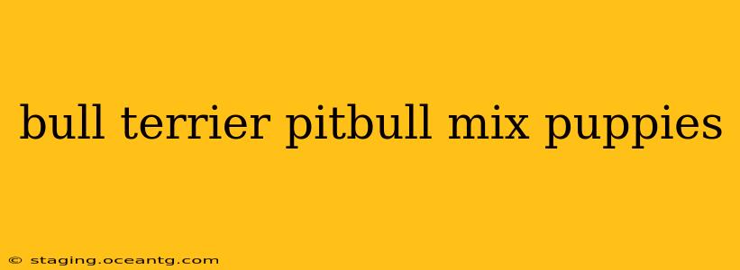 bull terrier pitbull mix puppies
