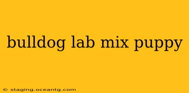 bulldog lab mix puppy