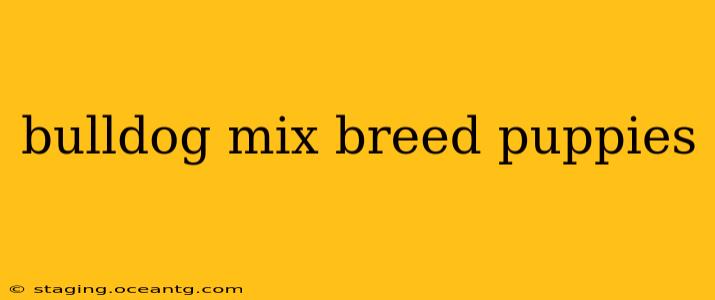 bulldog mix breed puppies