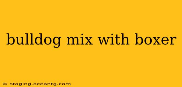 bulldog mix with boxer