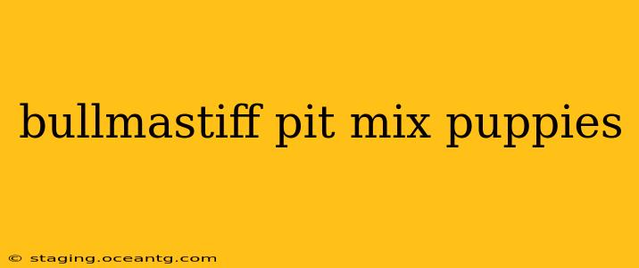 bullmastiff pit mix puppies