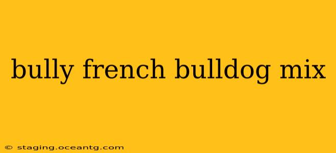 bully french bulldog mix