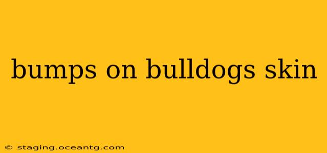 bumps on bulldogs skin