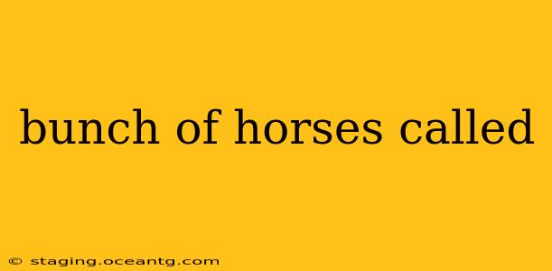 bunch of horses called
