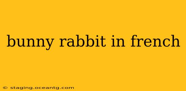 bunny rabbit in french