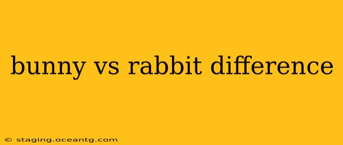 bunny vs rabbit difference
