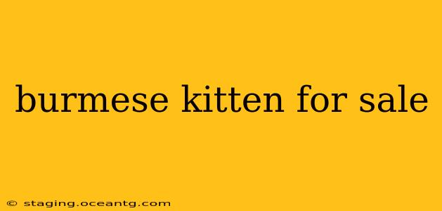 burmese kitten for sale