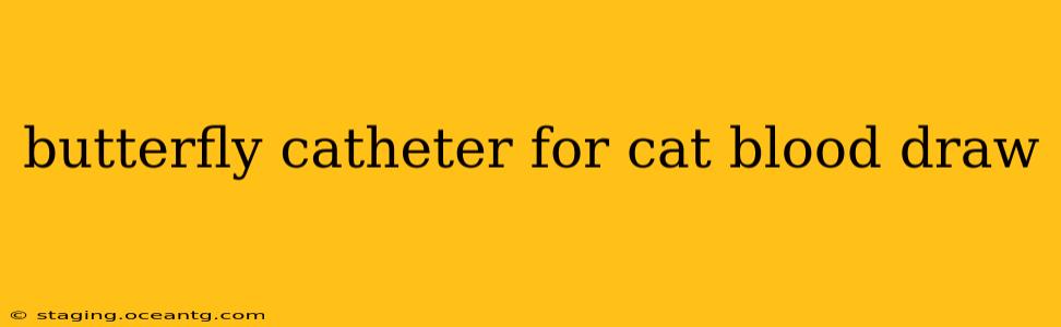 butterfly catheter for cat blood draw