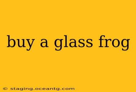 buy a glass frog
