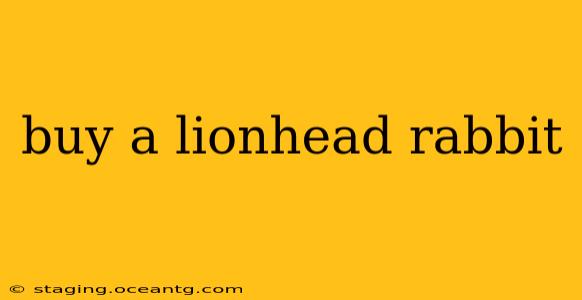 buy a lionhead rabbit