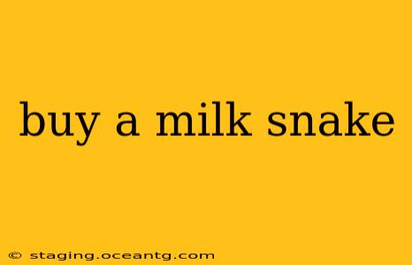 buy a milk snake