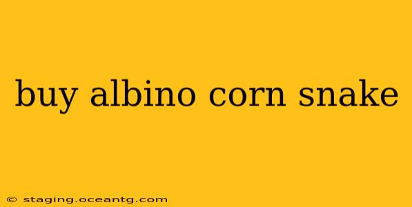 buy albino corn snake