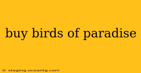 buy birds of paradise