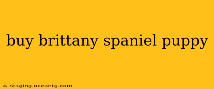 buy brittany spaniel puppy