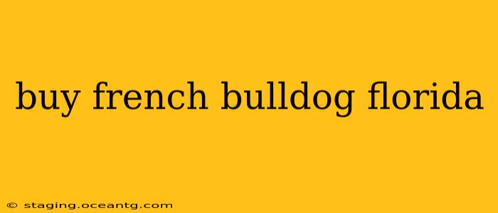 buy french bulldog florida