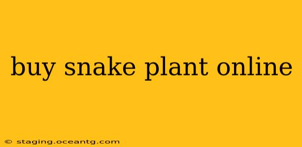 buy snake plant online