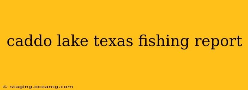 caddo lake texas fishing report