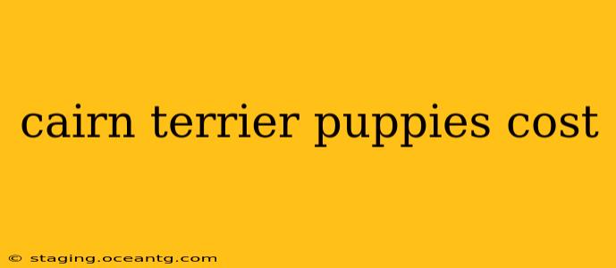 cairn terrier puppies cost