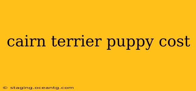 cairn terrier puppy cost