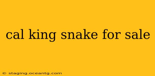 cal king snake for sale
