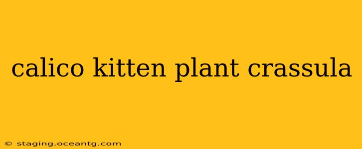 calico kitten plant crassula