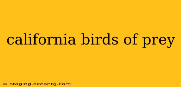 california birds of prey