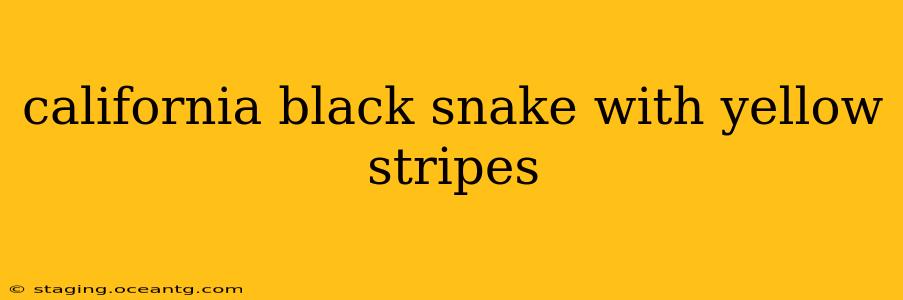 california black snake with yellow stripes