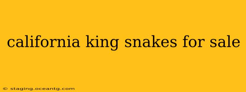 california king snakes for sale