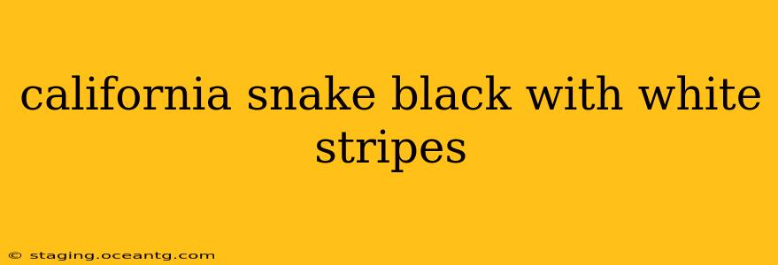 california snake black with white stripes