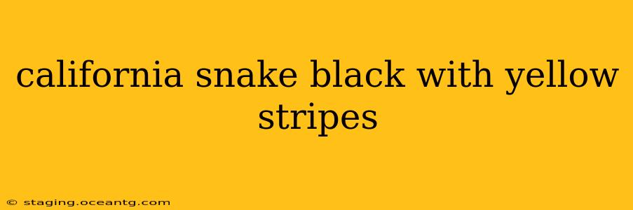 california snake black with yellow stripes