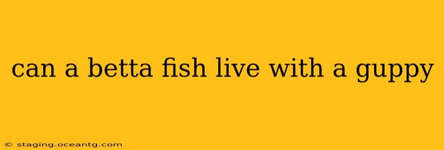 can a betta fish live with a guppy