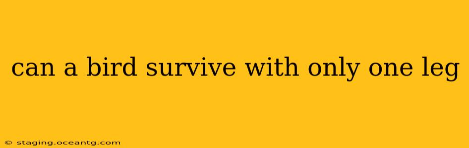 can a bird survive with only one leg